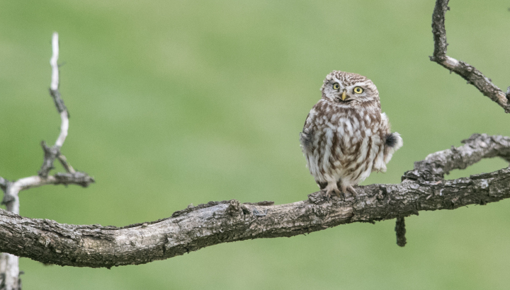 Balade à la découverte des rapaces nocturnes